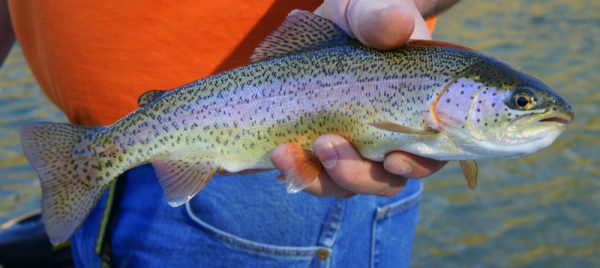 The EBRPD uses money made from CA fishing licenses to plant up to 1,000lbs of rainbow trout at a time. 